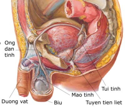 anh sex co quan sinh duc nam