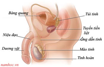 anh sex co quan sinh duc nam