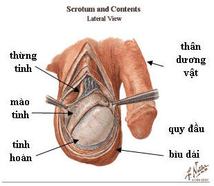 anh sex co quan sinh duc nam