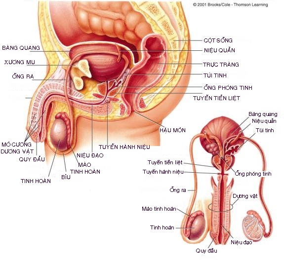 anh sex co quan sinh duc nam